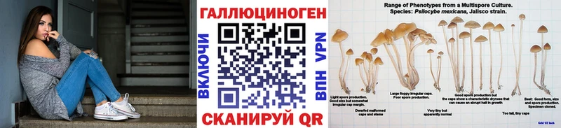 площадка телеграм Шадринск Галлюциногенные грибы Psilocybine cubensis